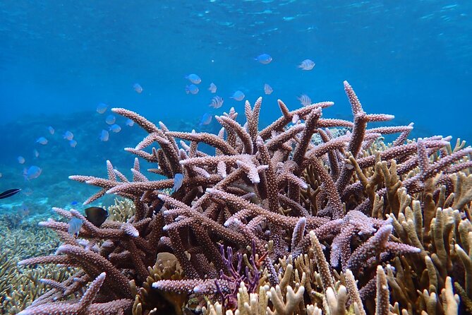 [Okinawa Miyako] Natural Aquarium! Tropical Snorkeling With Colorful Fish! - Participant Information and Accessibility