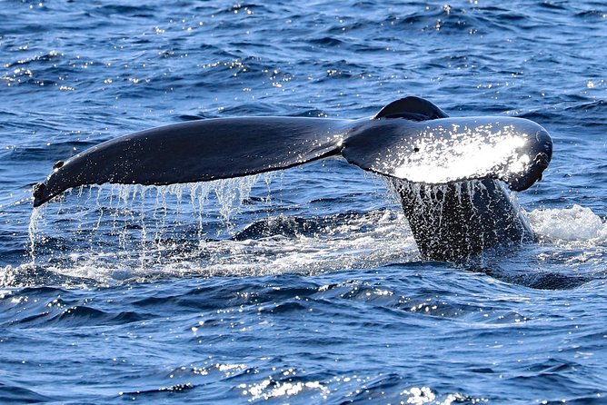 Okinawa Whale Watching From Naha - Whale Watching Highlights