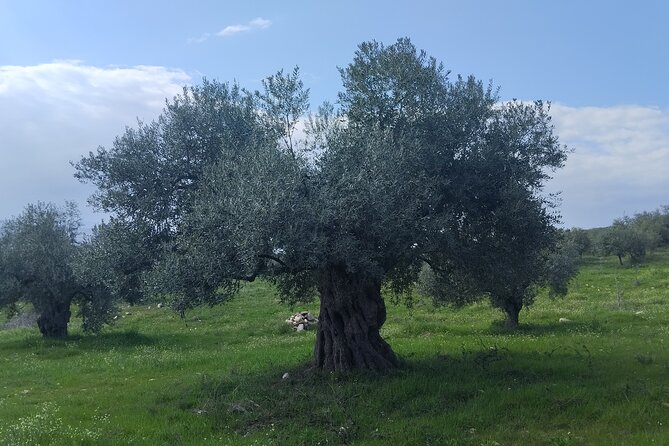 Olive Oil Tasting With Seminar in Metagitsi - Halkidiki - Booking Information