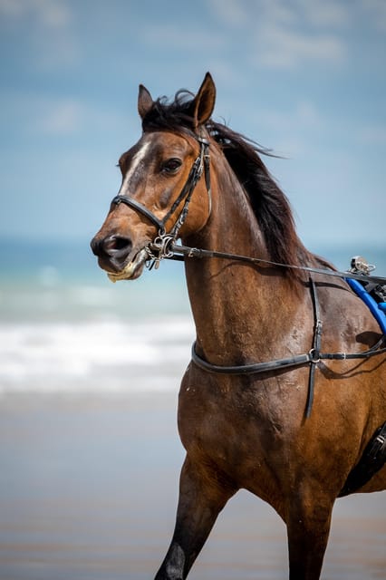 Omaha Beach: Sulky Baptism on the Beach - Safety Considerations and Briefing