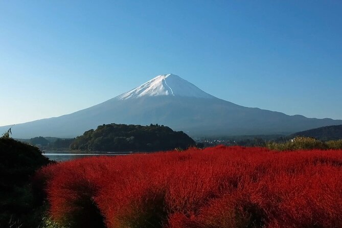 One Day Tour to Oishi Park and Fruit Picking in Mt. Fuji Tokyo - Tour Conditions and Accessibility