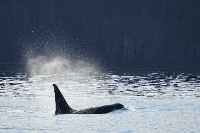Orca Whale Tour From Orcas Island - Exploring the San Juan Islands