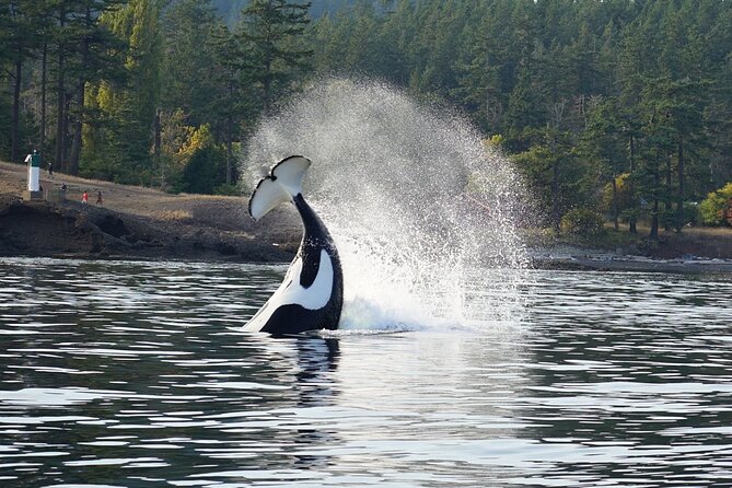 Orca Whale Tour Near Seattle Review - Reviews and Ratings