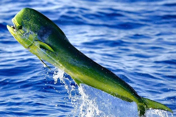 Orlando Deep Sea Fishing Charter - Pricing Information