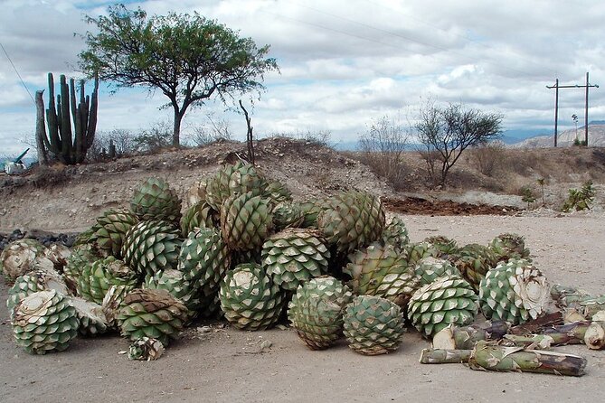 Overnight 2-Day Experience in Beautiful Oaxaca - Accessibility Information