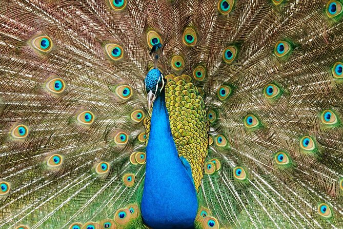 Pafos Zoo Visit & Blue Lagoon Cruise With Local Guide Limassol - Gear and Attire
