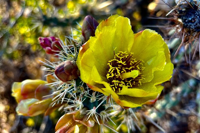 Peaceful Morning Walk Review: A Desert Adventure - Accessibility and Inclusivity