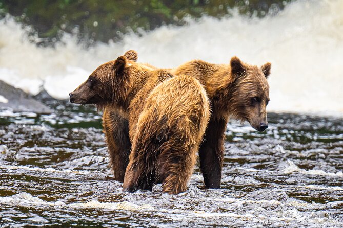 Peak Season Bear Viewing By Seaplane - Additional Information