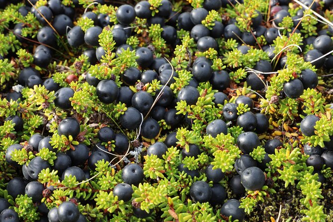 Picking Wild Berries and Making Your Own Jam in Iceland - Group Size and Accessibility