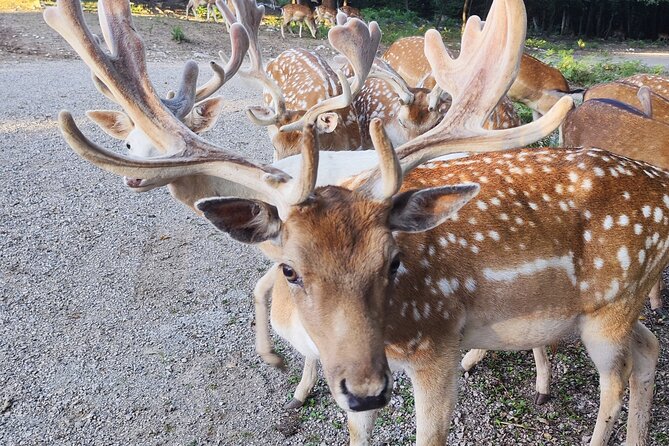 Plitvice Lakes and Deer Valley From Zagreb - Meeting and Pickup Information