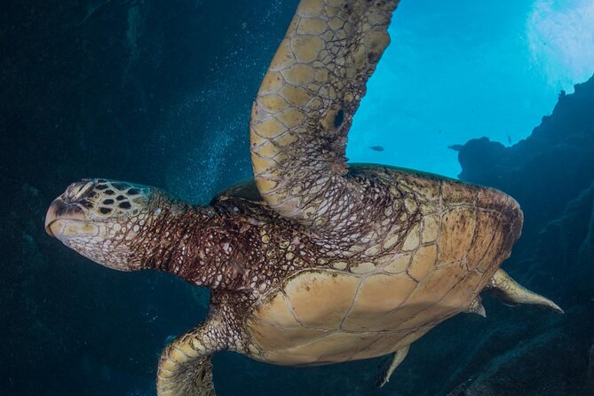 Premium Afternoon Scuba Tour for All Experience Levels - Booking Information and Pricing