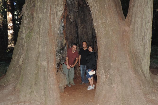 Private Avenue of the Giants Redwoods Day Trip From San Francisco - Redwood Forest Highlights