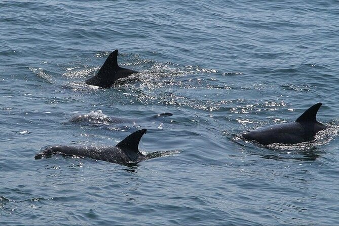 Private Charleston Dolphin Tour - Meeting Point and Pickup Instructions