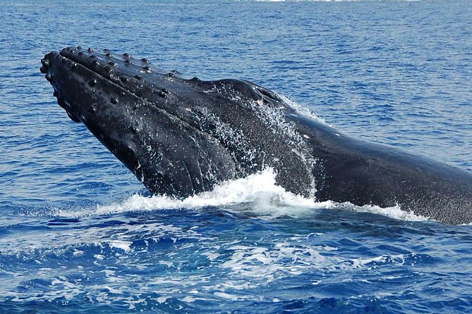Private Charter: Customizable Big Island Boat Adventure - Health and Safety Considerations