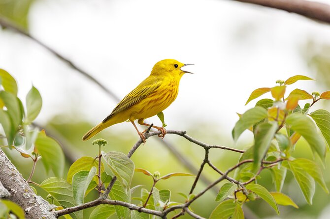 Private Charters on Saginaw Bay for Fishing or Birdwatching - Booking and Cancellation
