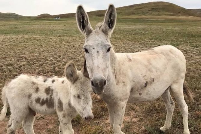 Private Custer State Park Safari and Hiking Tour - Hassle-Free Pickup and Transportation