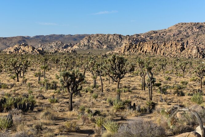 Private Day Tour to Joshua Tree National Park From San Diego - Booking Details
