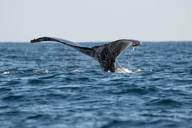 Private Dolphin and Whale Watching Tour in Newport Beach - Seeing Whales and Dolphins in Their Natural Habitat