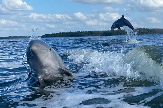 Private Everglades National Park Photography, Birding and Wildlife Safari - Pricing and Booking Options