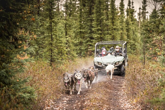 Private Fall Foliage Mushing Cart Ride in Fairbanks - Customer Reviews and Highlights