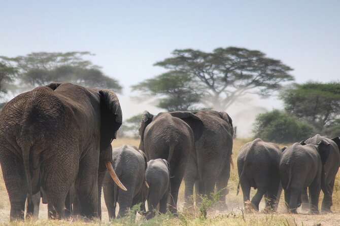 Private Full-Day Tarangire National Park Tour From Arusha - What to Expect