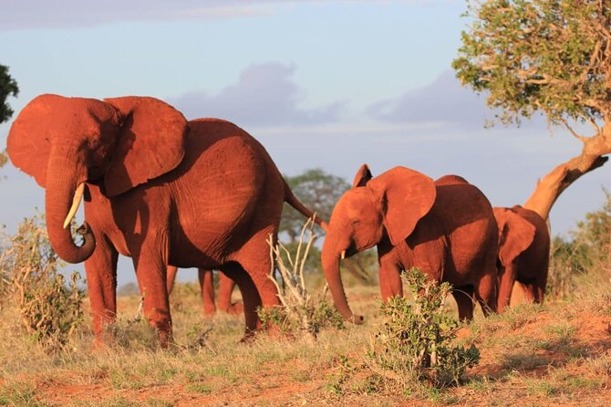 Private Full Day Tour to Tsavo East National Park - Customer Reviews