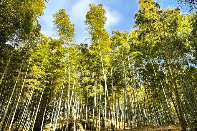 Private Fushimi Red Gates & Secret Bamboo Mountain Trekking Tour - Booking Information