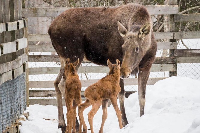 Private Guided Lapland Ranua Zoo Tour From Rovaniemi - Participant Requirements