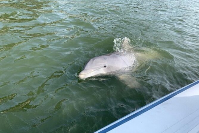 Private Hilton Head Dolphin Tour - Photographic Opportunities