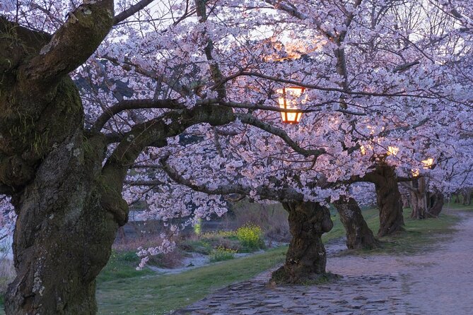 Private Hiroshima Cherry Blossom and Sakura Experience - Adjusting Preferences and Additional Considerations