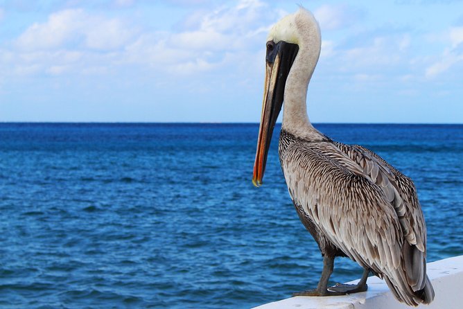 Private Historical Wildlife and Dolphin Cruise South Padre Island - Customer Reviews and Feedback