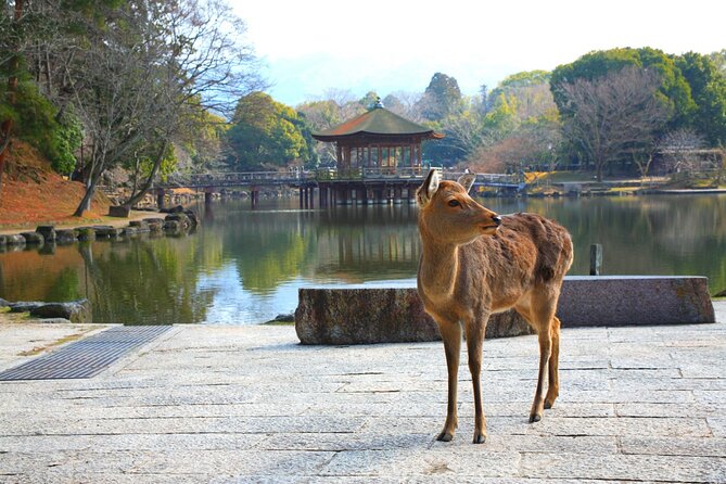 Private Journey in Nara's Historical Wonder - Experiencing the Tranquility of Kofukuji Temple