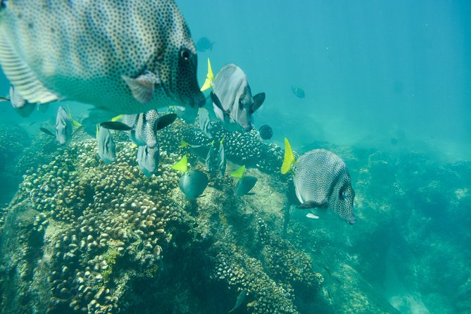 Private Los Cabos Snorkeling Tour to Chileno Bay and Santa Maria Cove - Safety Guidelines