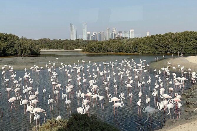 Private Morning Desert Safari With Flamingos Bird Watching - Pickup and Transportation Details