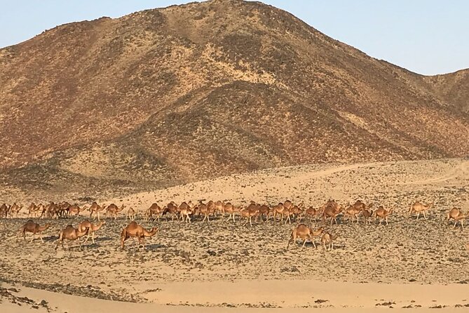 Private Morning Desert Safari With Quad Bike Tours Jeddah - Customer Reviews