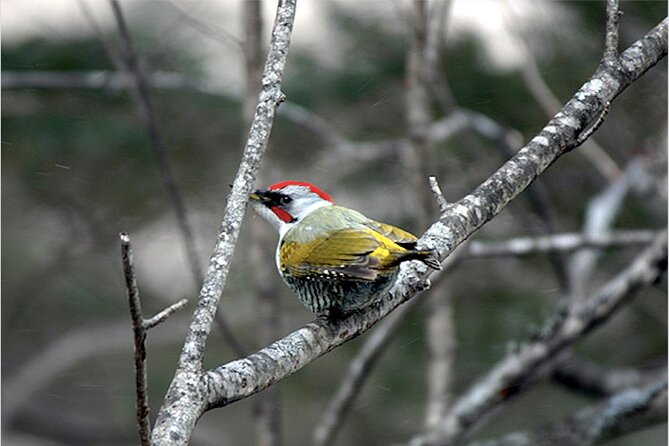 Private Morning Hike Around Nikko Toshogu Shrine - Pricing and Inclusions