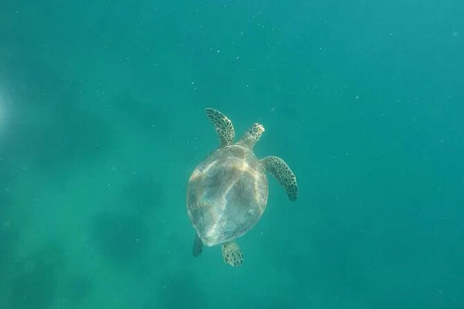 Private Morning Tiki Boat Eco Cruise in Key West - Important Information for Guests