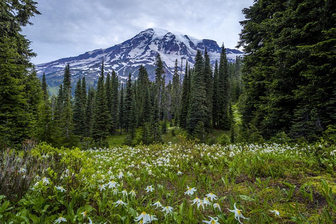 Private Mt Rainier National Park Day Trip From Seattle - Exploring the Paradise Area