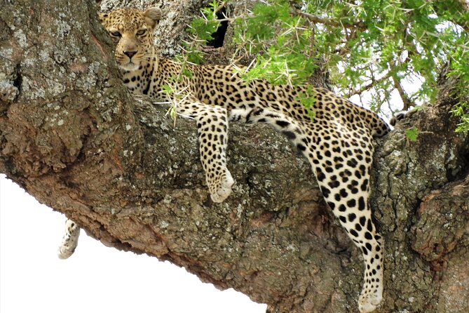 Private Multi Day Serengeti Safari - Accommodation Options