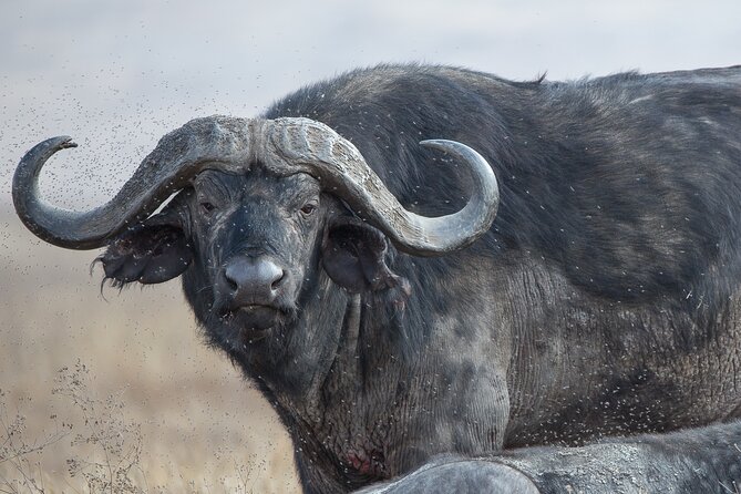 Private Serengeti Safari, Ngoro Crater & Tarangire National Park - Accessibility and Traveler Insights