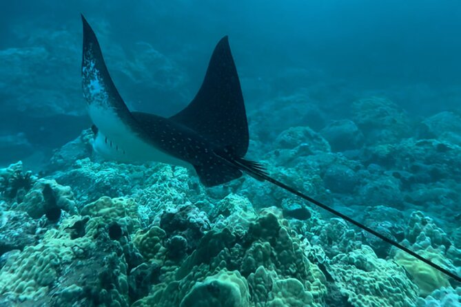 Private Snorkel With Beach Set-Up - Marine Life Encounters