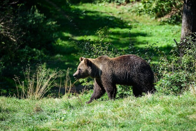 Private Tour Bear Sanctuary & City of Brasov One Day Trip - Tickets Included - Important Tour Guidelines