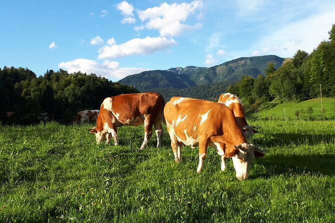 Private Tour in Kamnik - Mammoth - Farmhouse and Organic Farm - Cancellation and Reviews