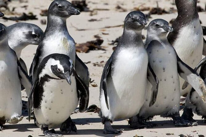Private Tour to Robben Island and Cape Point in Cape Town - Tour Conditions and Accessibility