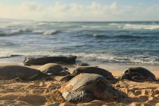 PRIVATE TOUR-Ultimate North Shore Experience - Accessibility Features