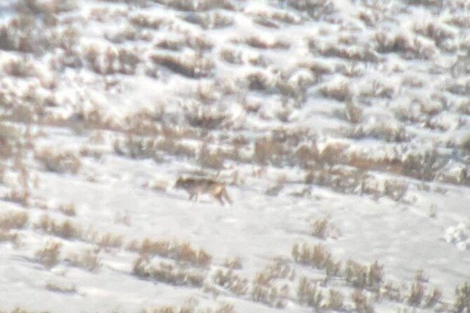 Private/VIP Wildlife Winter Safari of Yellowstone - Customer Reviews and Feedback