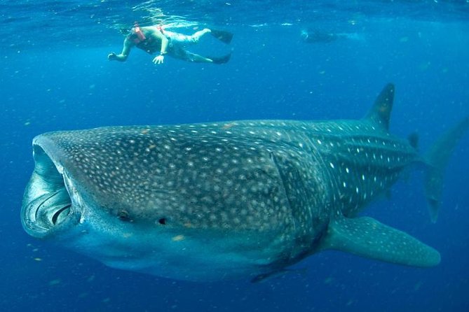Private Whale Shark Ecofriendly Tour From Riviera Maya - Pricing Details