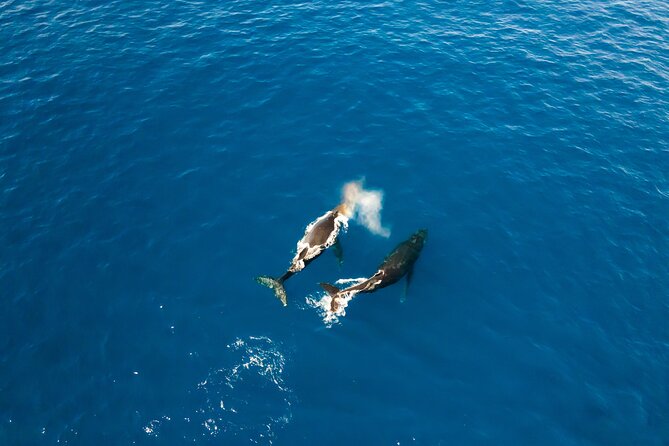 Private Whale Watching Tour of Oahu - Inclusions and Features of the Tour