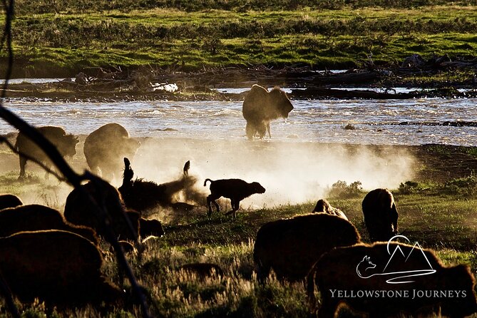 Private Yellowstone Journey From Gardiner, MT - Geyser Basins Exploration