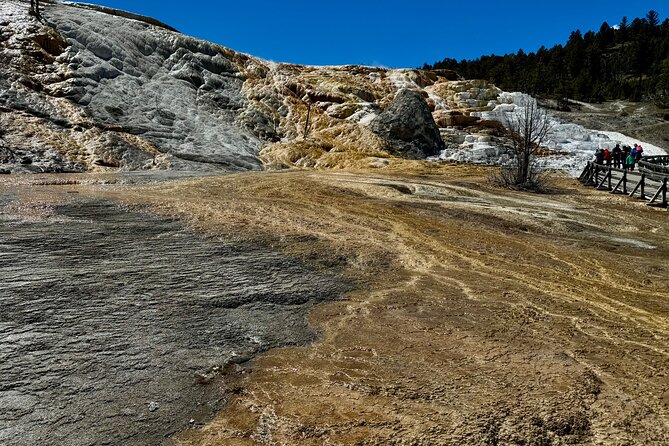 Private Yellowstone Wildlife and Photo Tour's Upper Loop Cody Wy - Customer Reviews